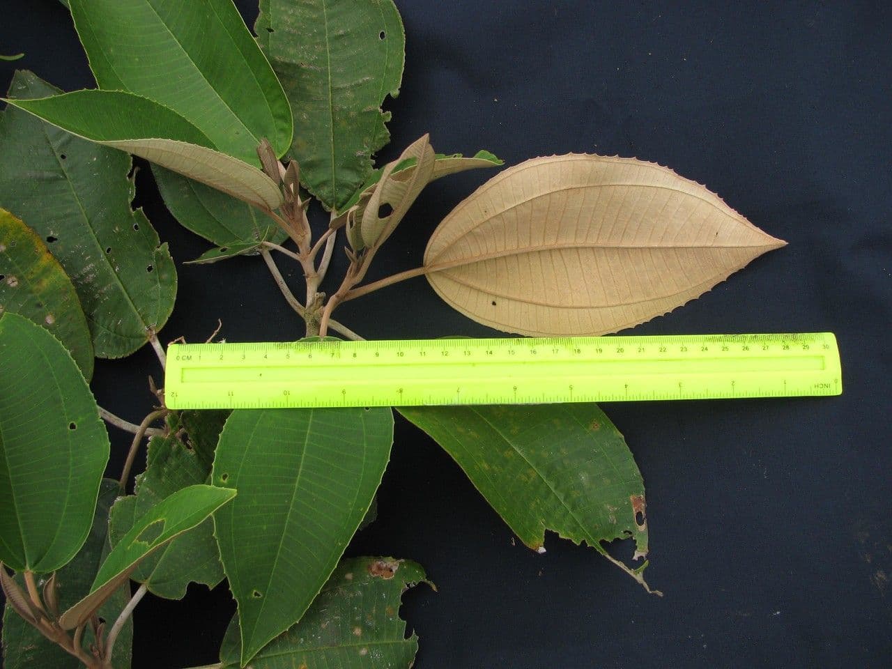 Miconia 14