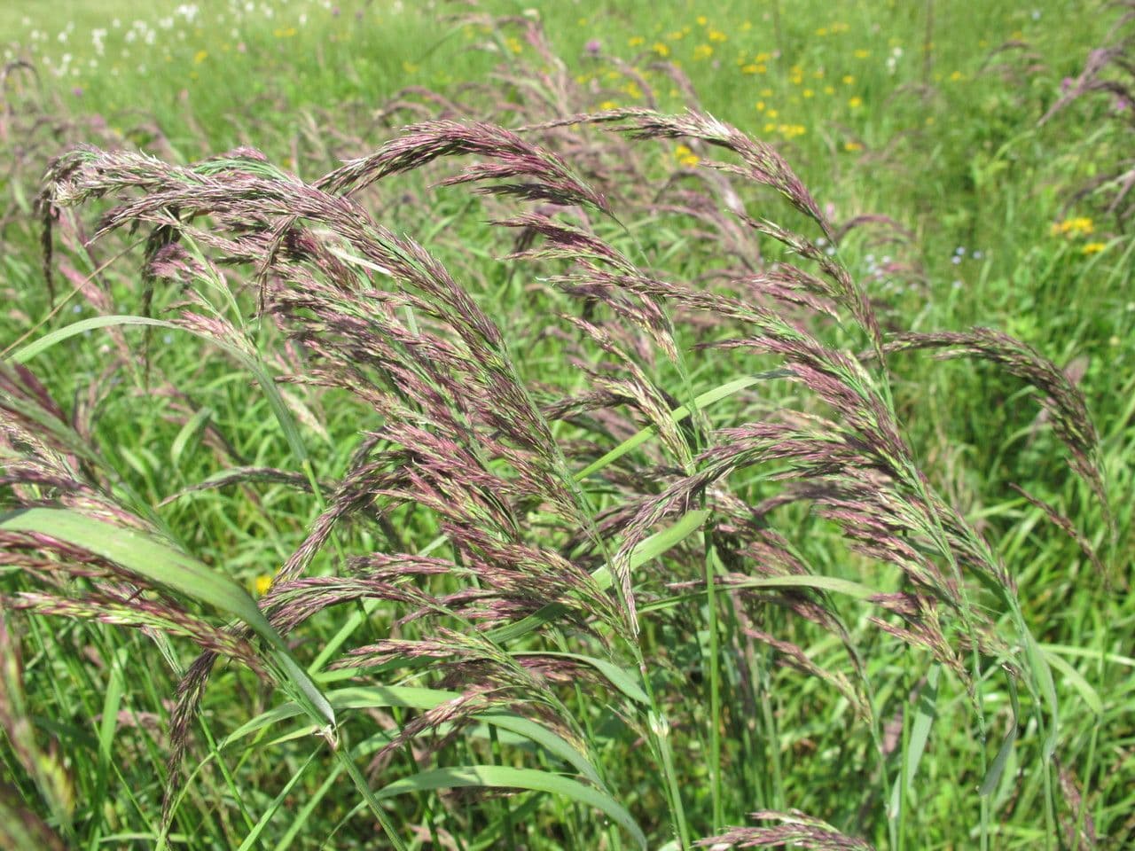 Calamagrostis 14
