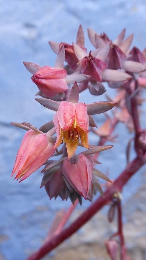 Echeveria 8