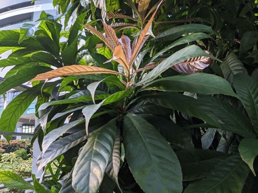 Gustavia superba 5