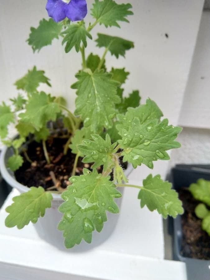 Großblütige Phacelia 18
