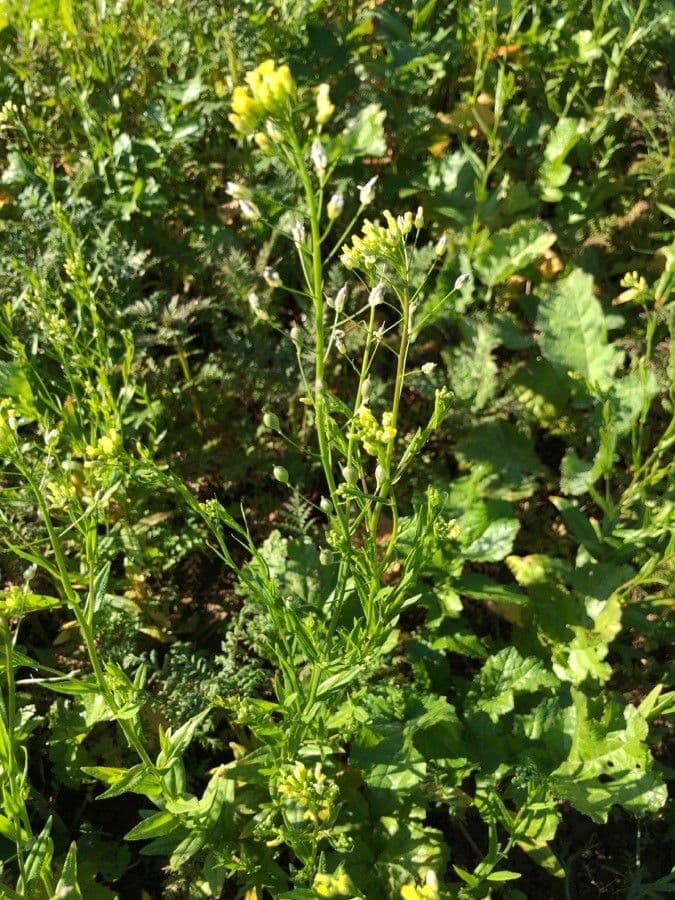 Camelina 18