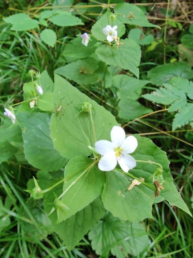 Viola del Canada 17