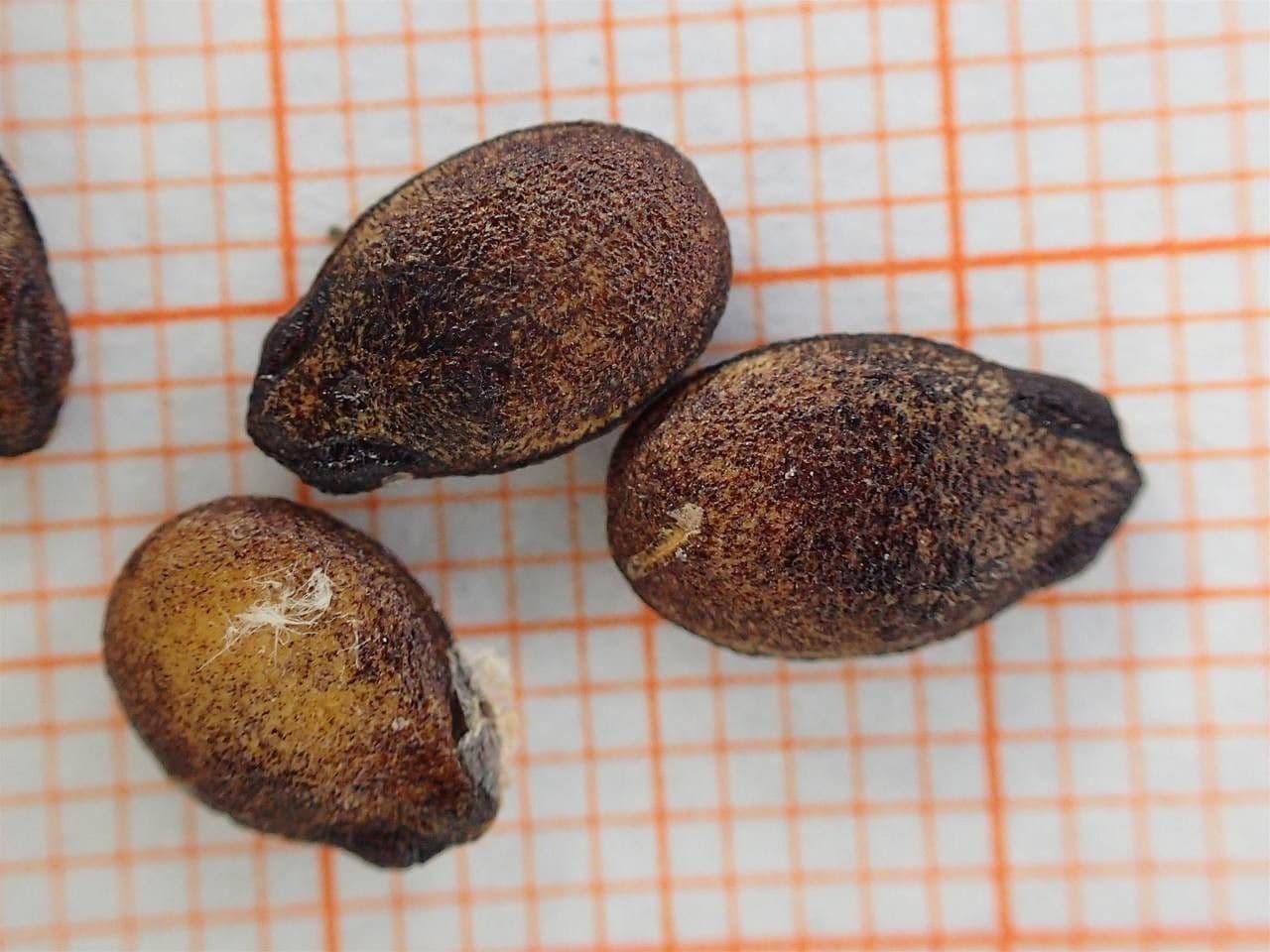 Anguria 28