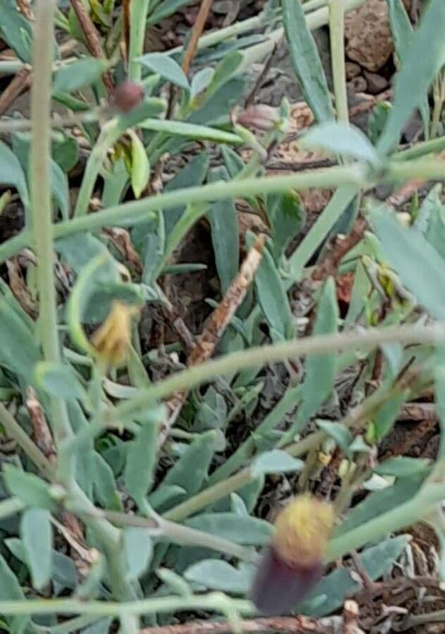 Porophyllum 5