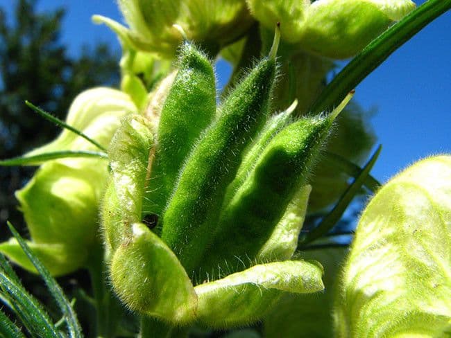 Aconito anthora 2