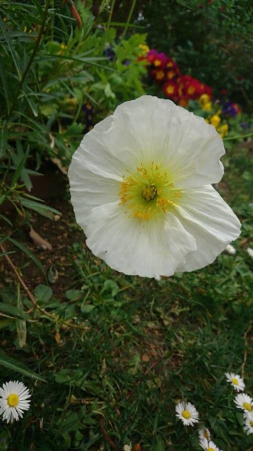 Alpen-Mohn 6
