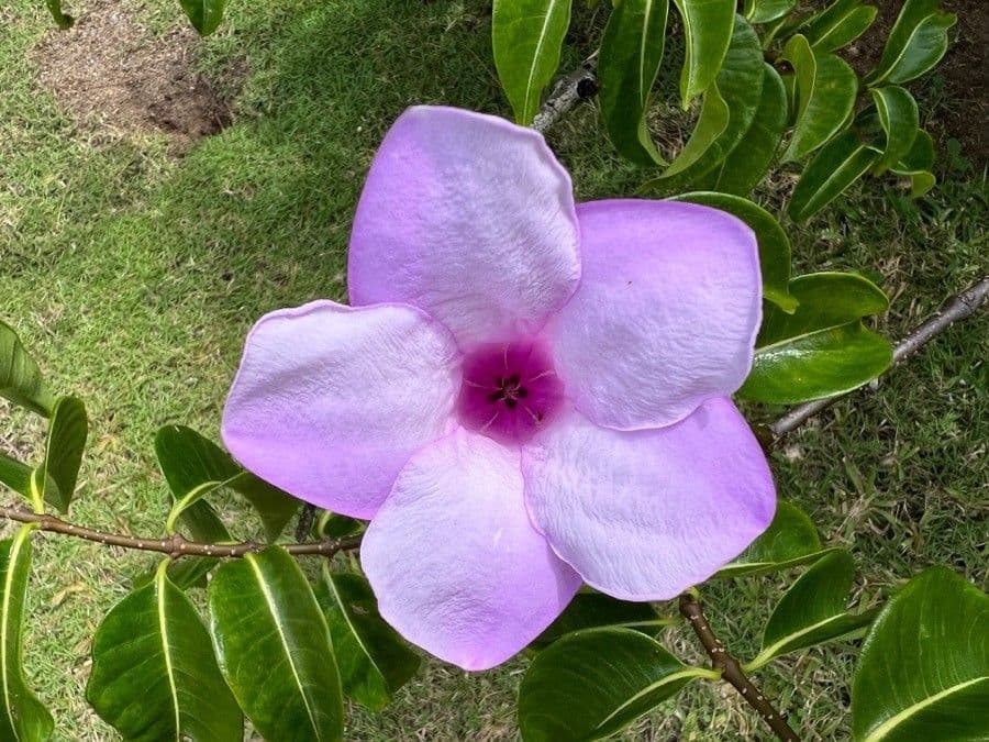 Cryptostegia 9