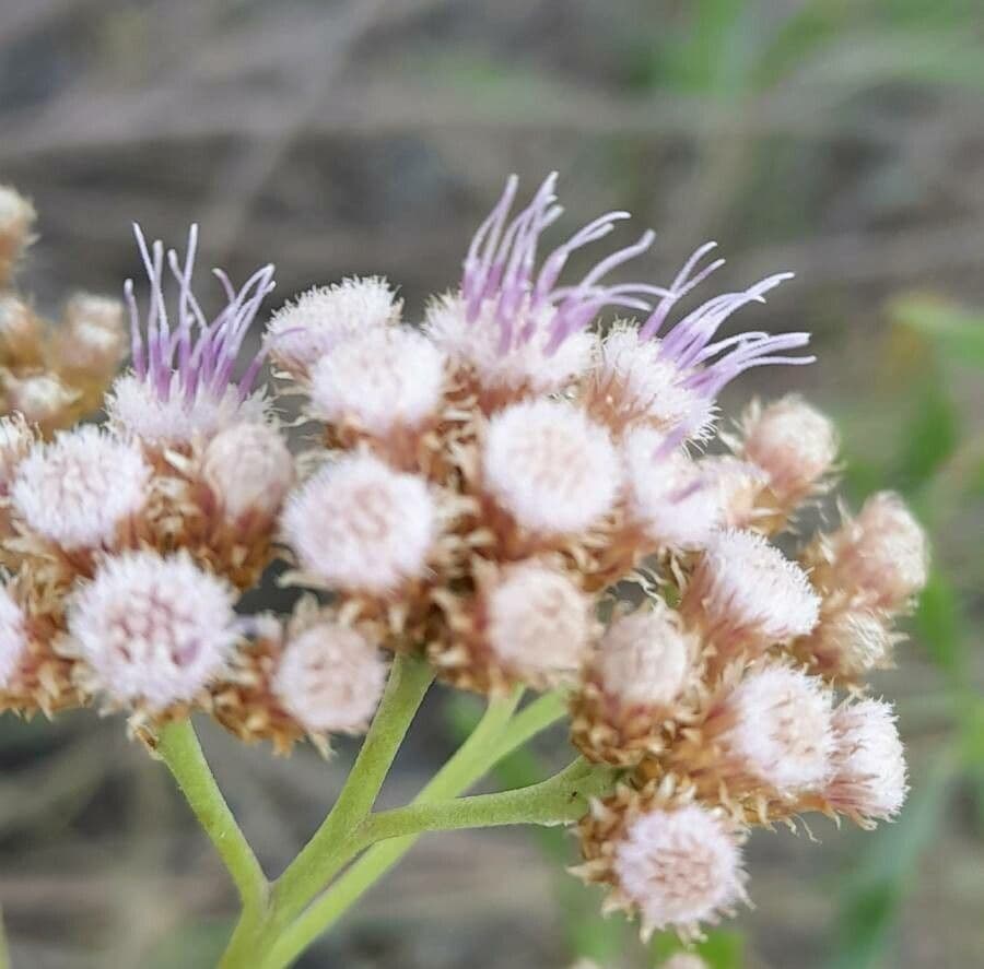Tessaria