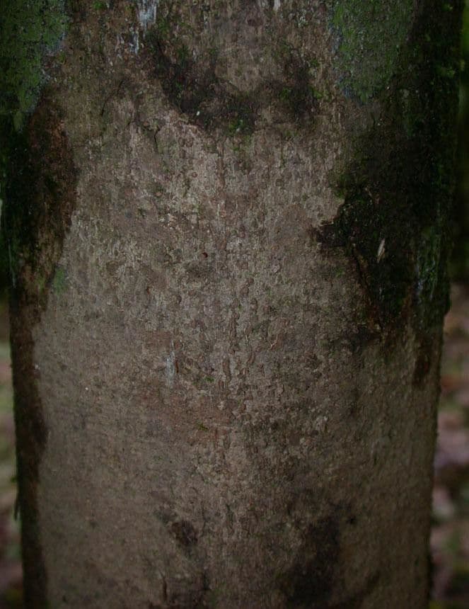 Hasseltia floribunda 18