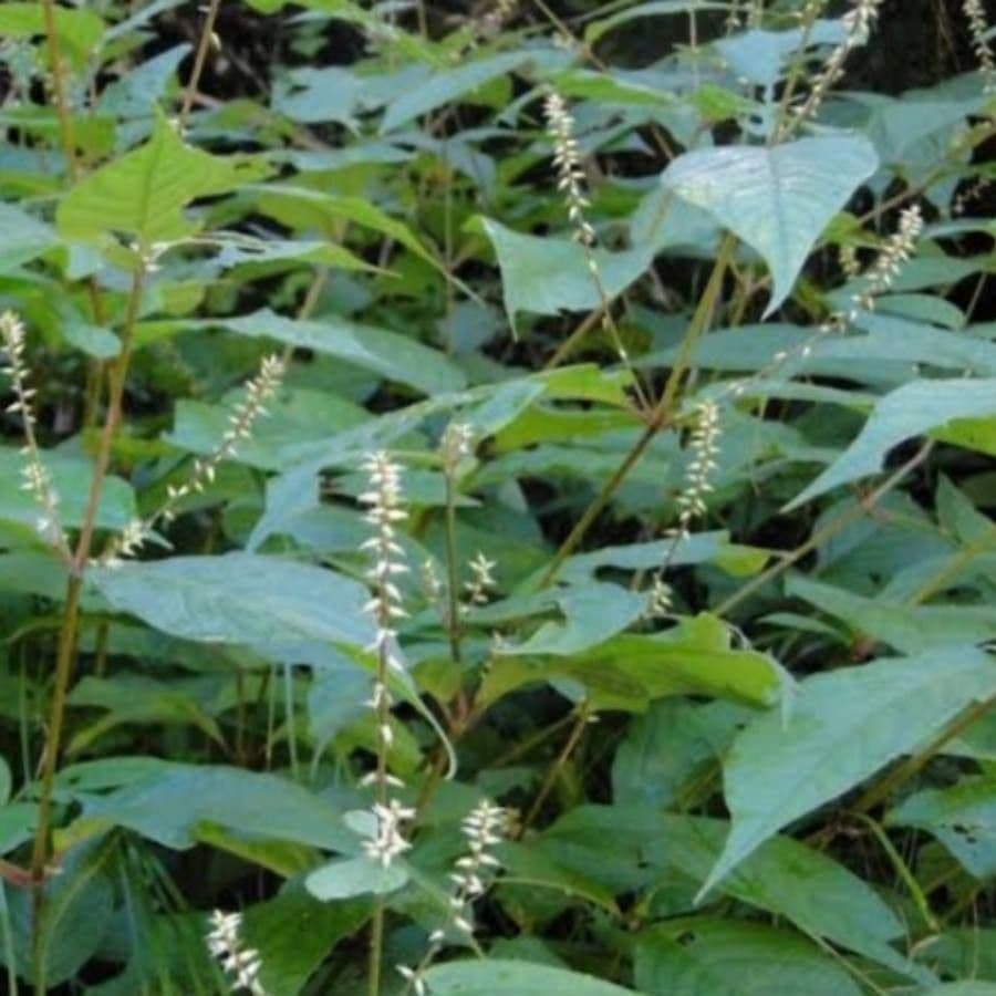 Achyranthes bidentata 2