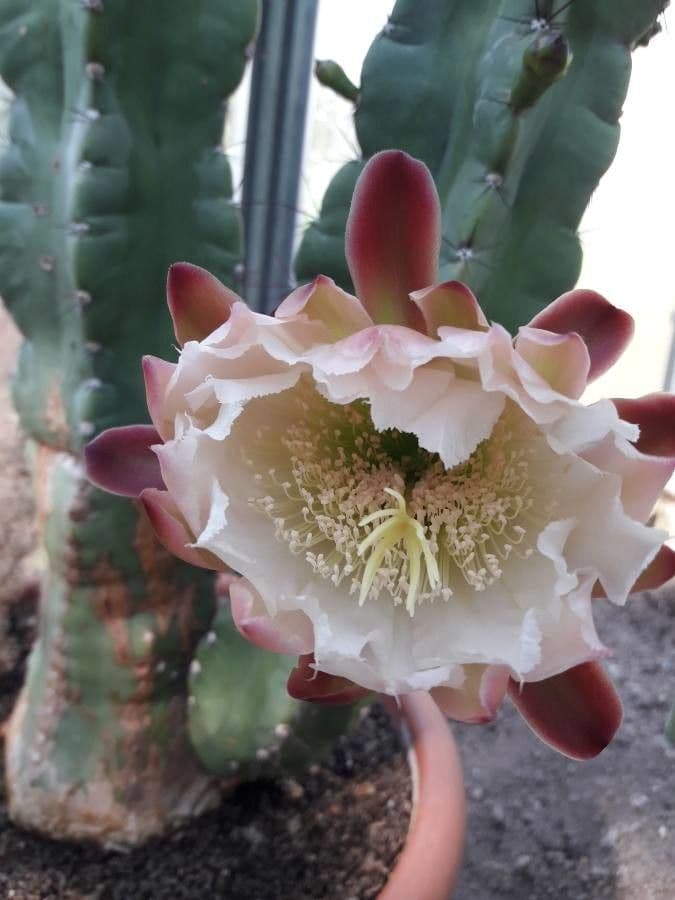 Cereus