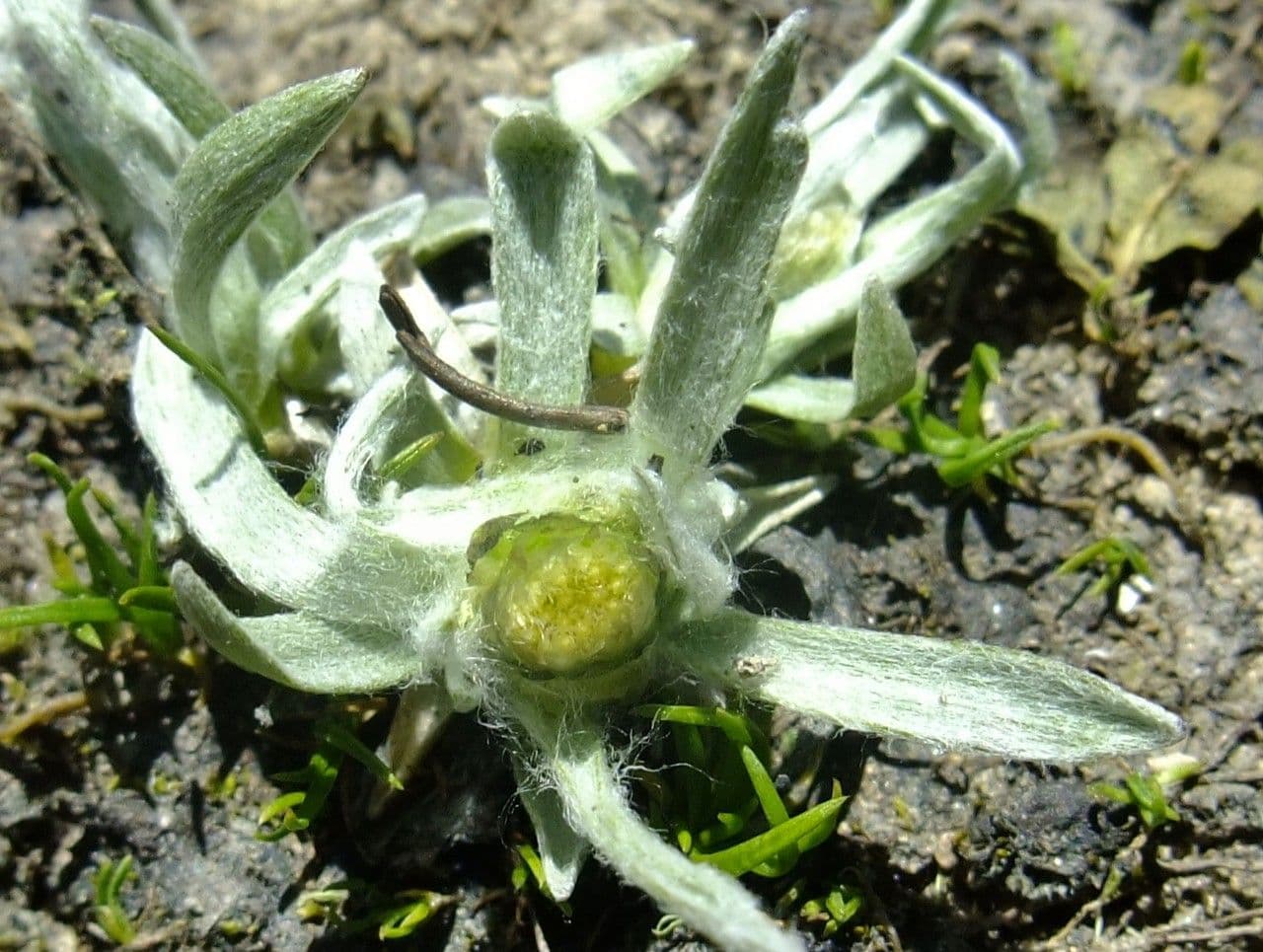 Gnaphalium nano 12