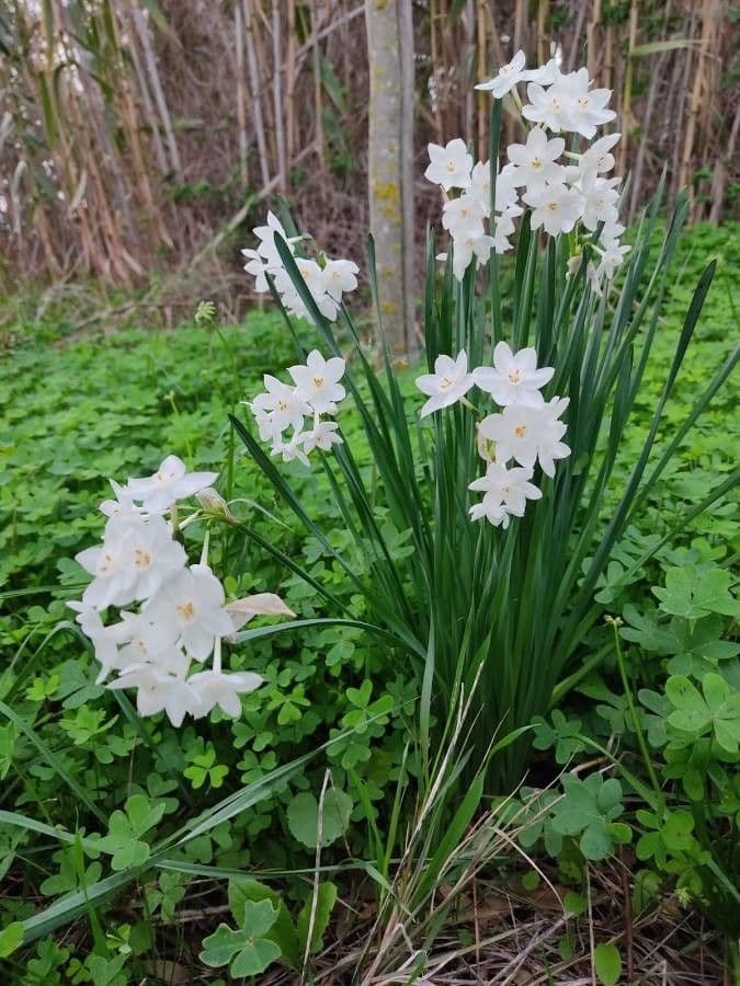 Papierweißes Osterglöckchen 13