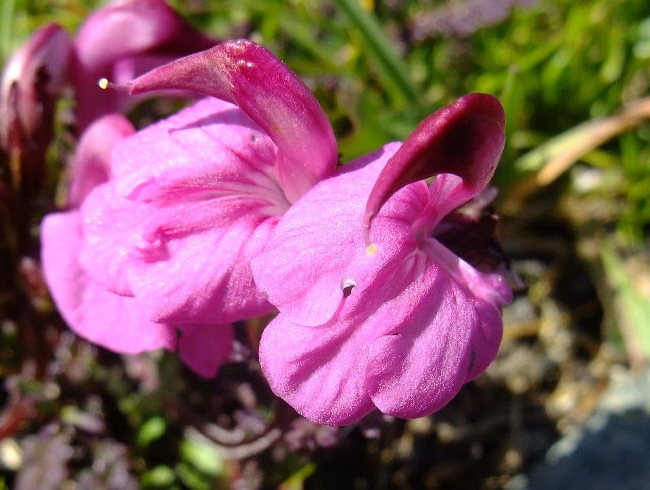 Pedicularis kerneri 2