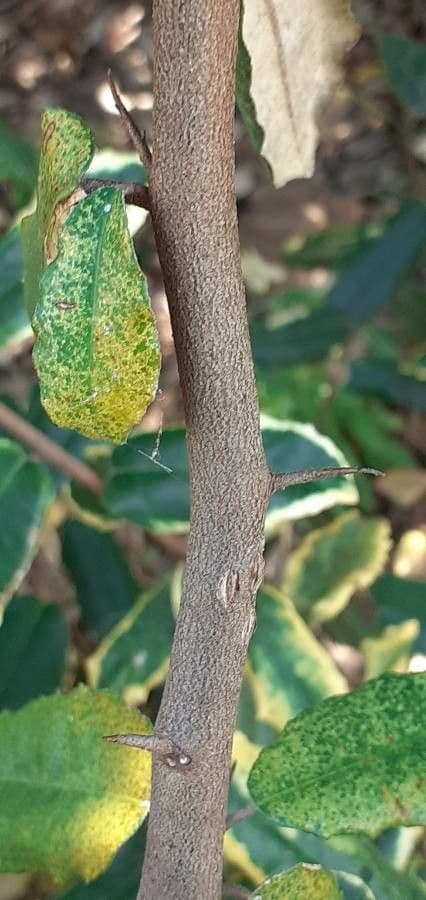 Elaeagnus 23