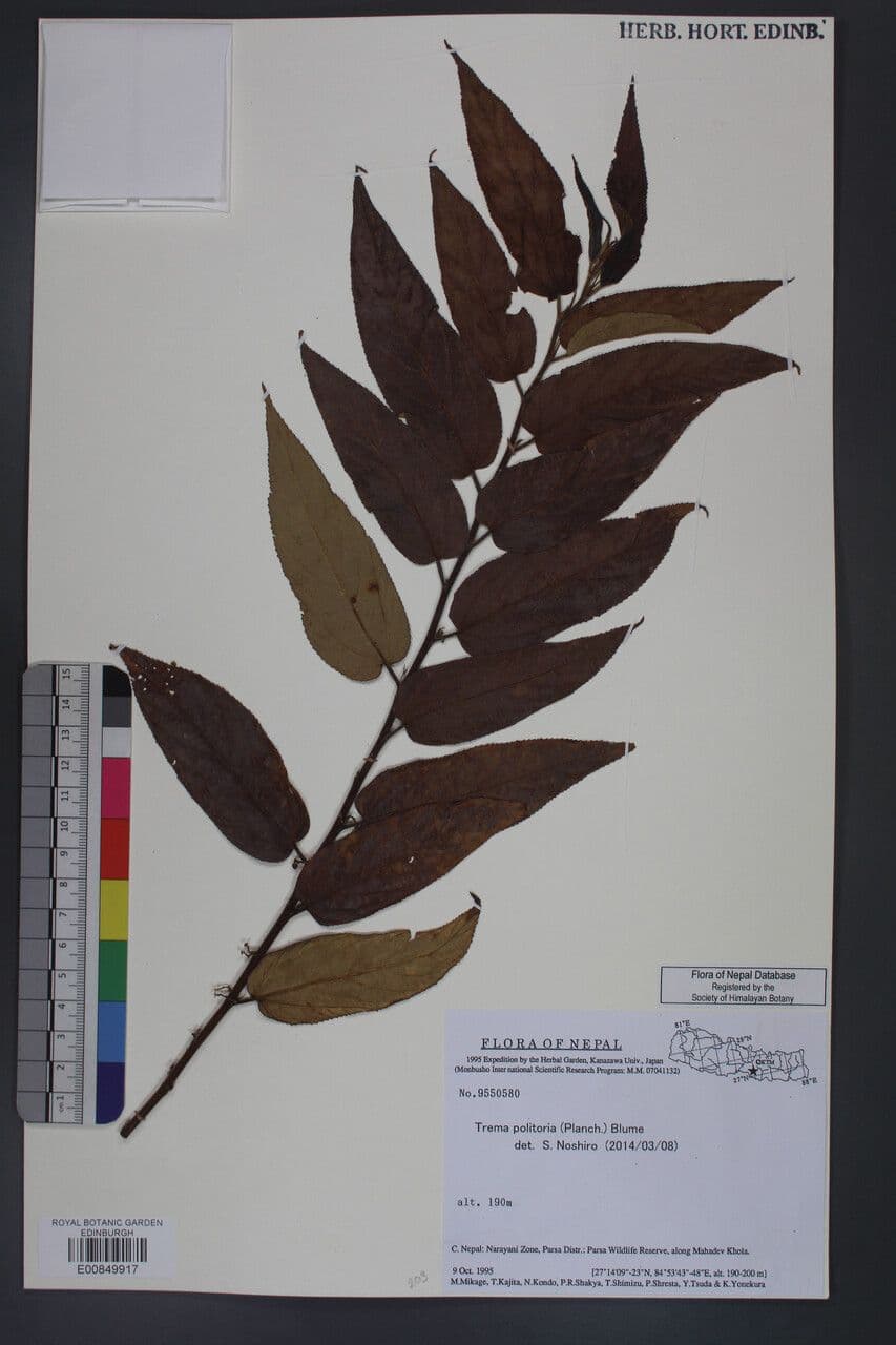 Trema 5