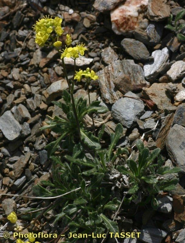 Biscutella 8