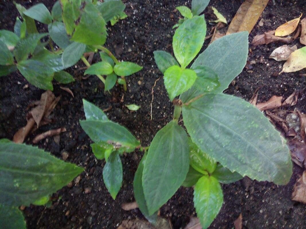 Pilea