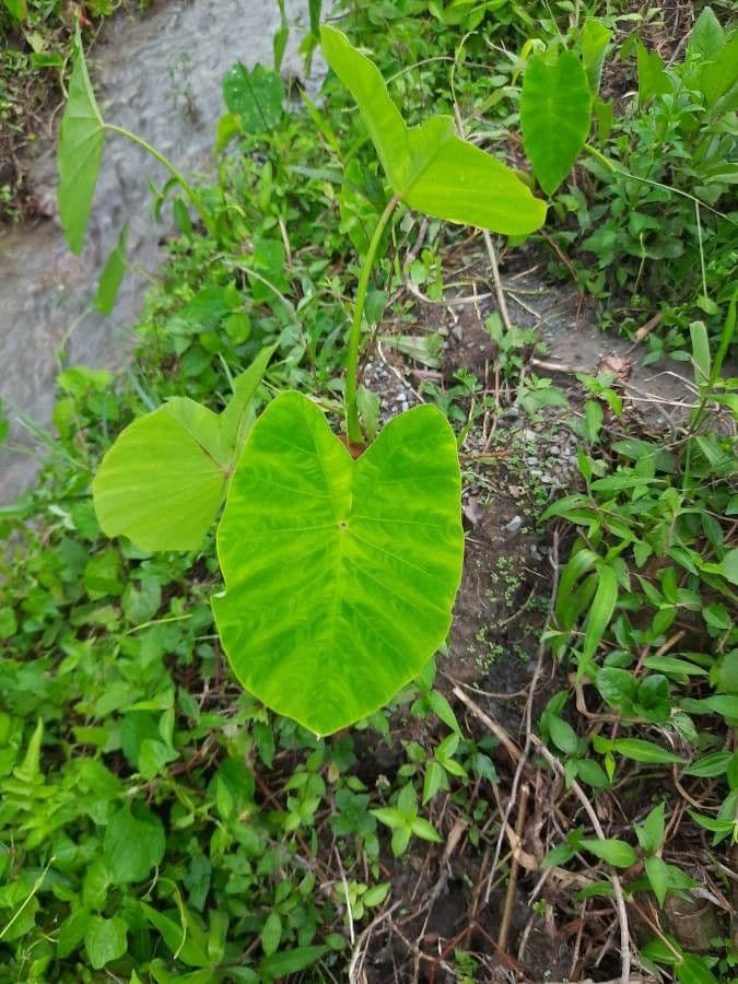 Taro 10