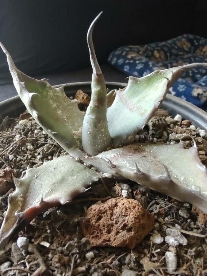 Agave marmorata 2