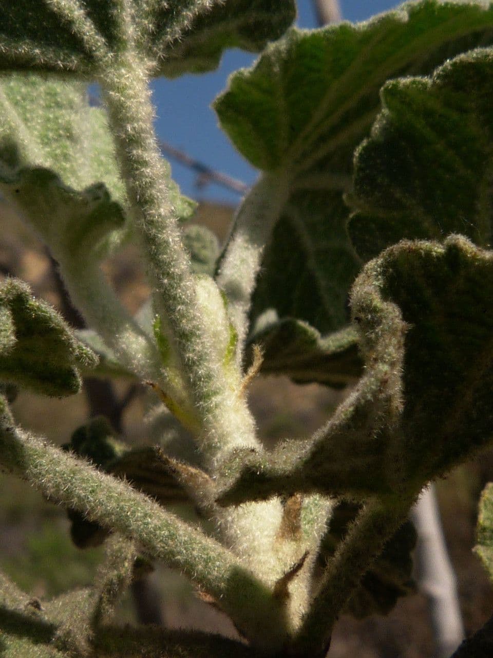 Malacothamnus 12