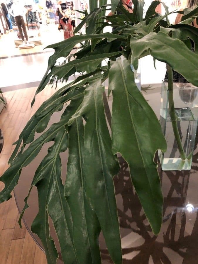 Philodendron