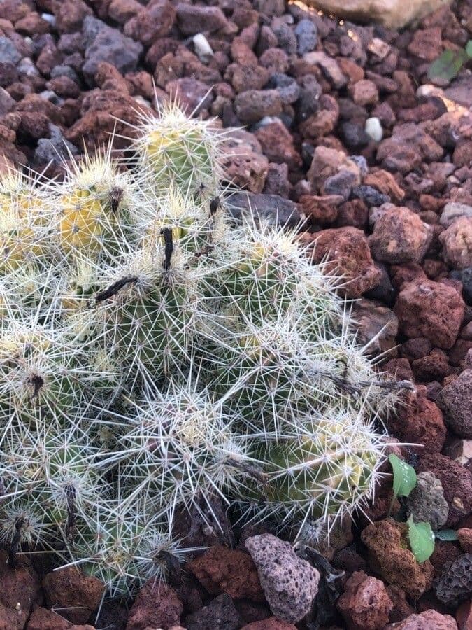Echinocereus 2