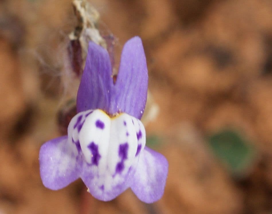 Linaria ametista 3