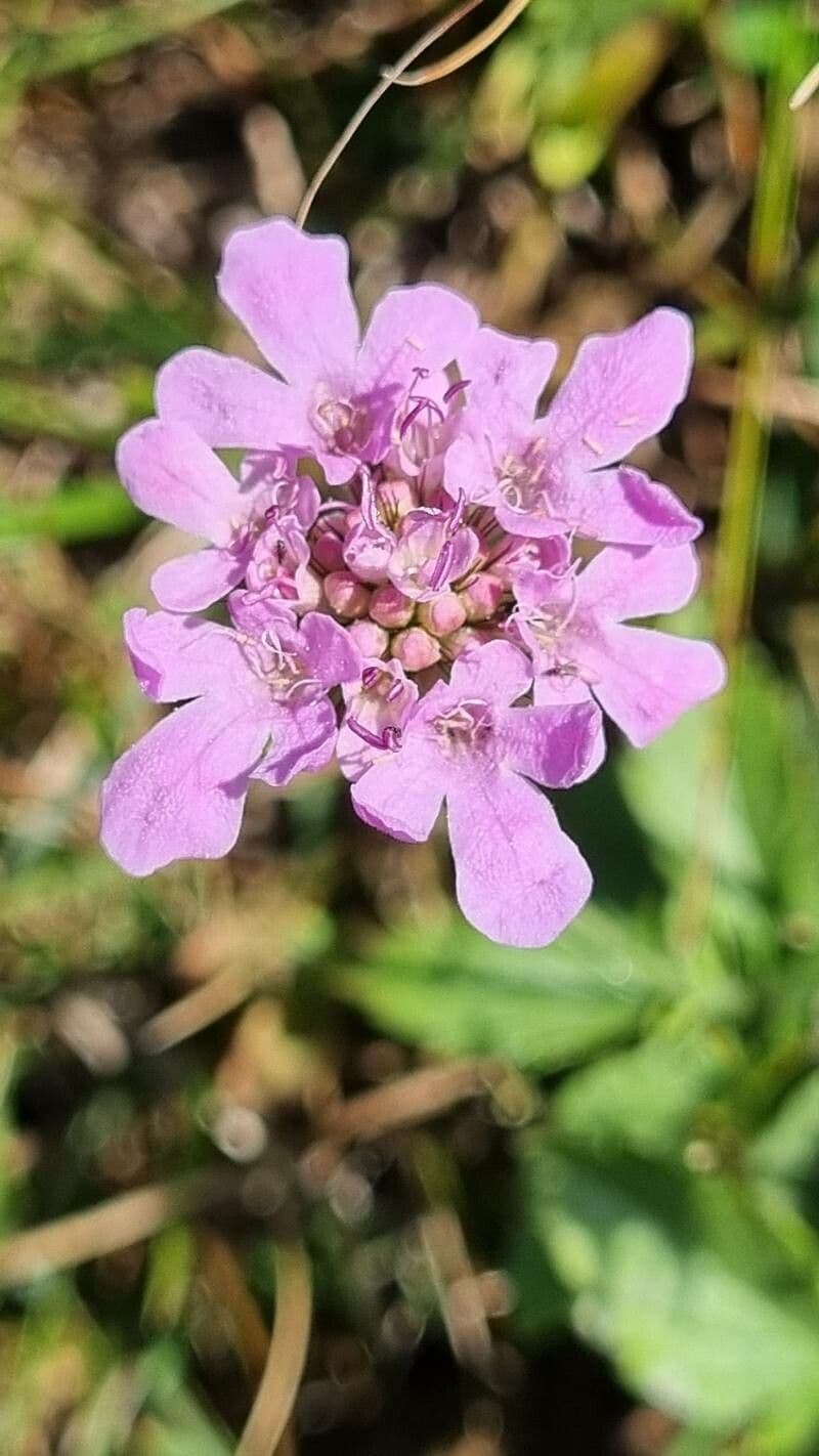 Vedovina lucida 6