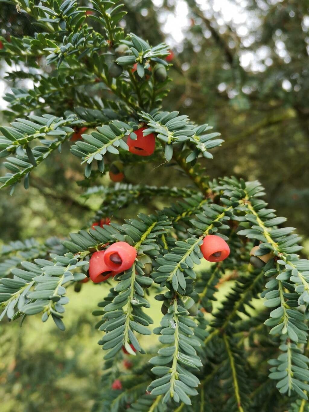 Tasso del Pacifico 10