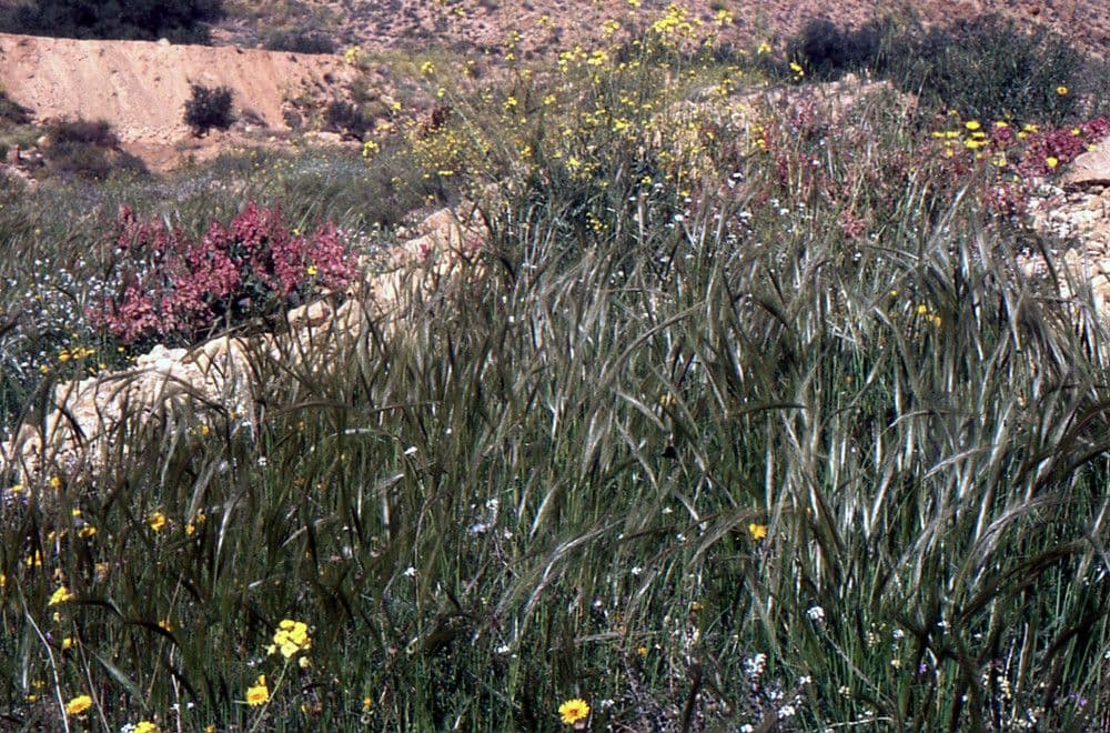 Stipa parviflora 4