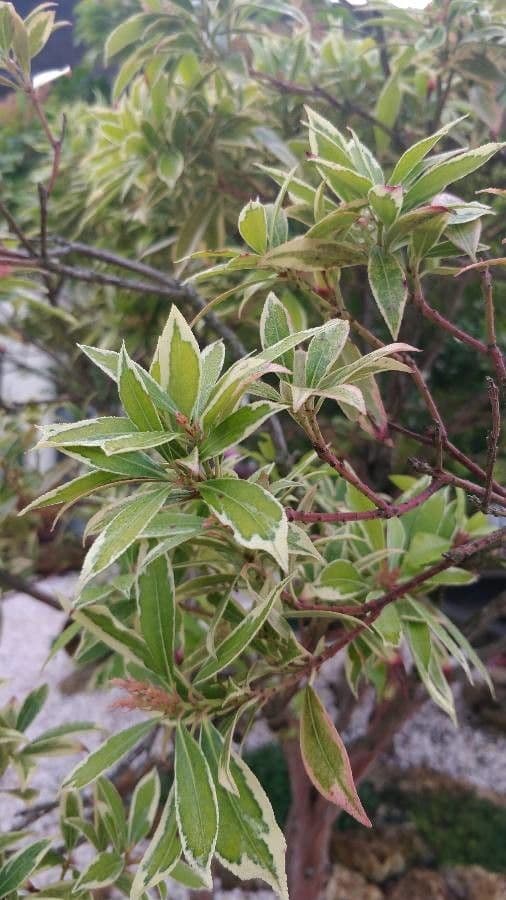 Pieris giapponese 18