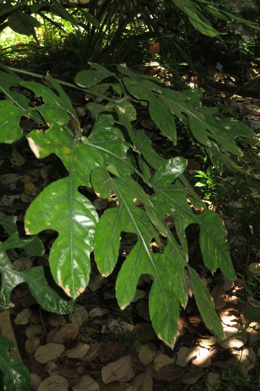 Trevesia palmata 15