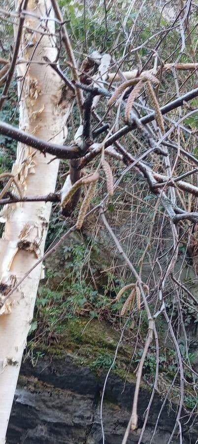 Brzoza himalajska 13