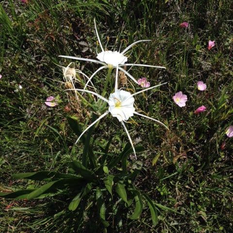 Hymenocallis 10