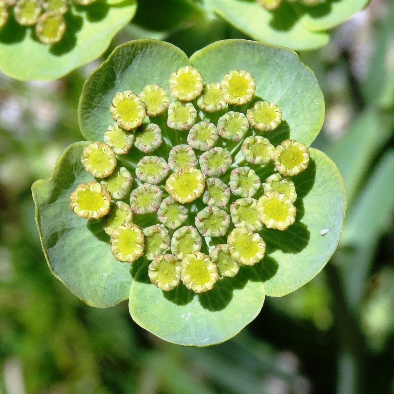 Bupleurum angulosum 6