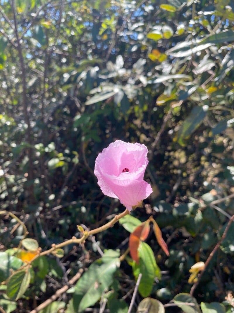 Sturts Wüstenrose 3