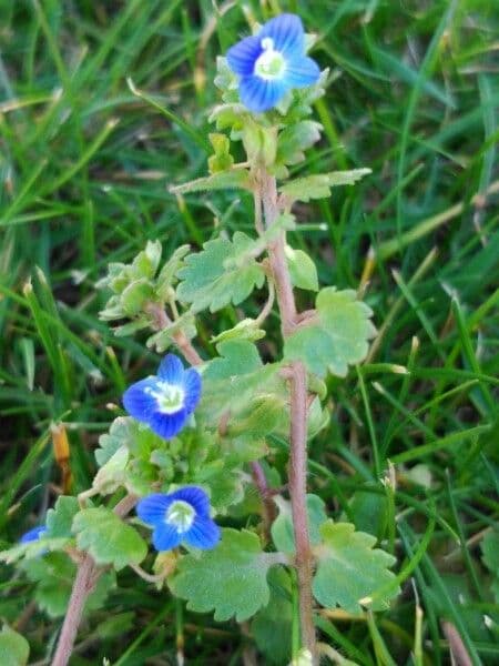 Veronica lucida 24