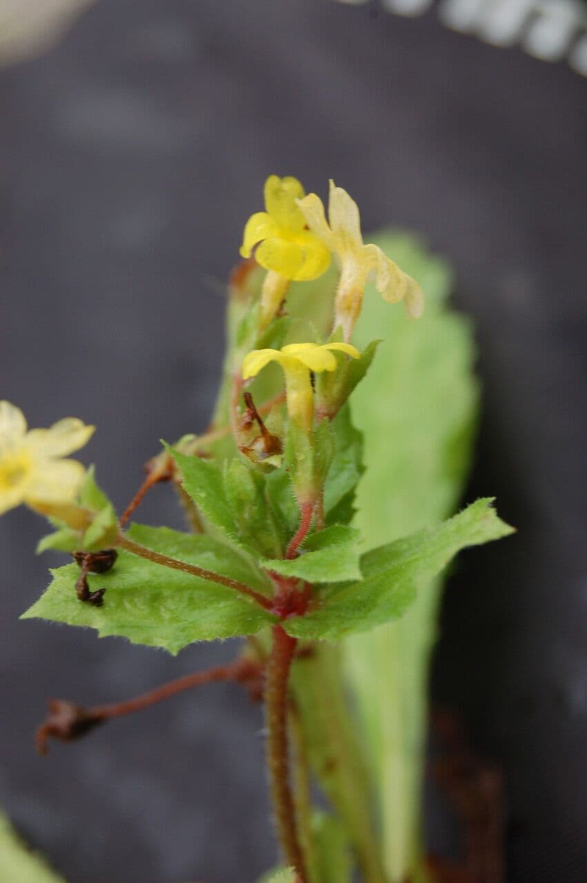 Primula 4