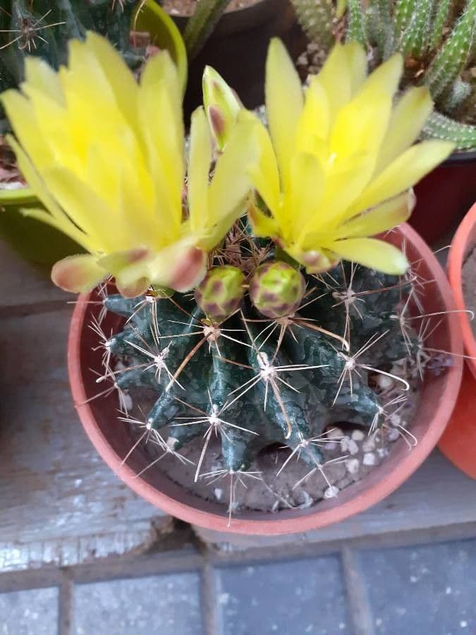 Cactus 4