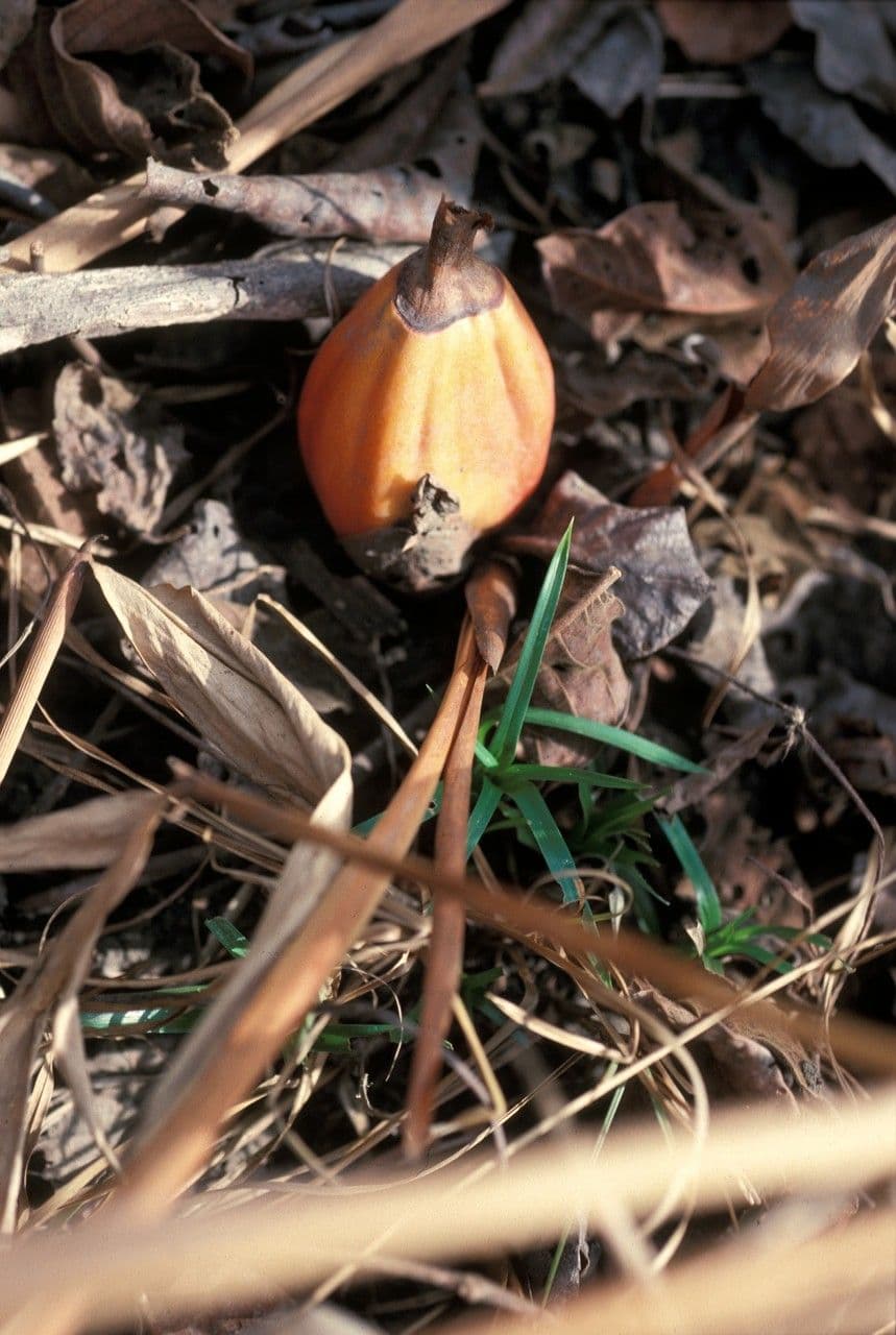 Aframomum