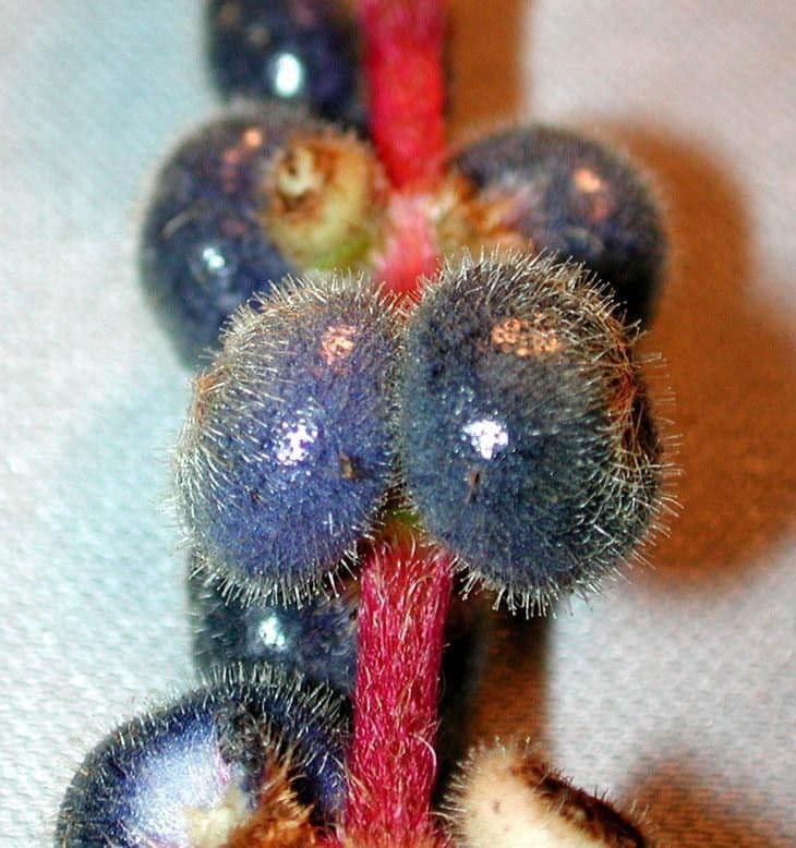 Miconia