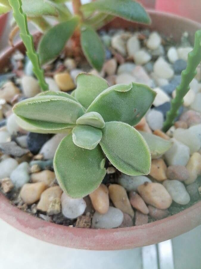 Crassula 3