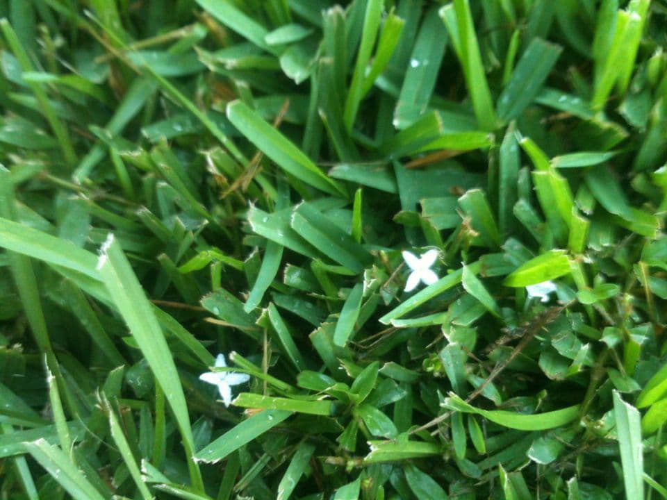 Diodia virginiana 13
