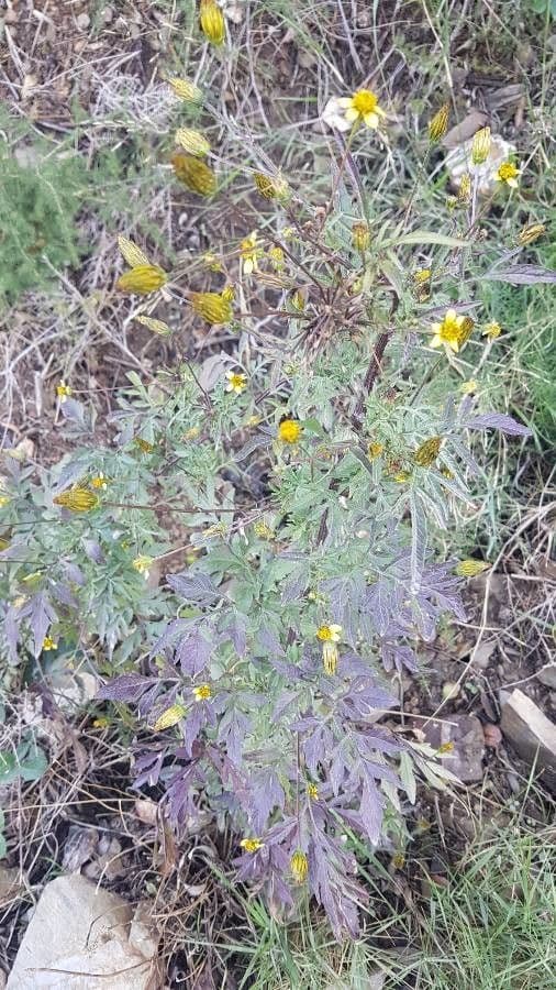 Bidens bipinnata 30