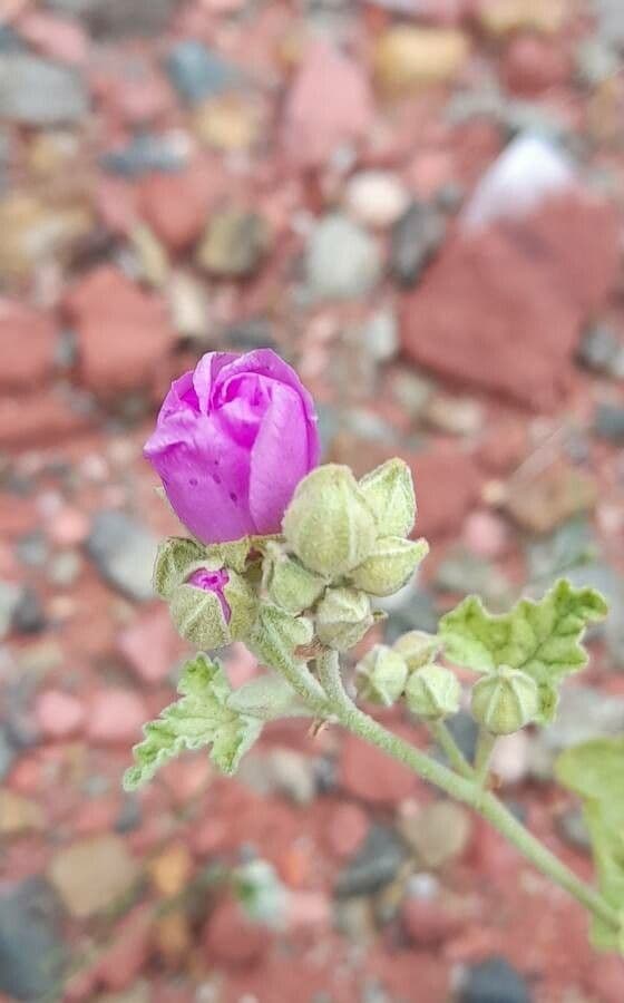 Sphaeralcea 2