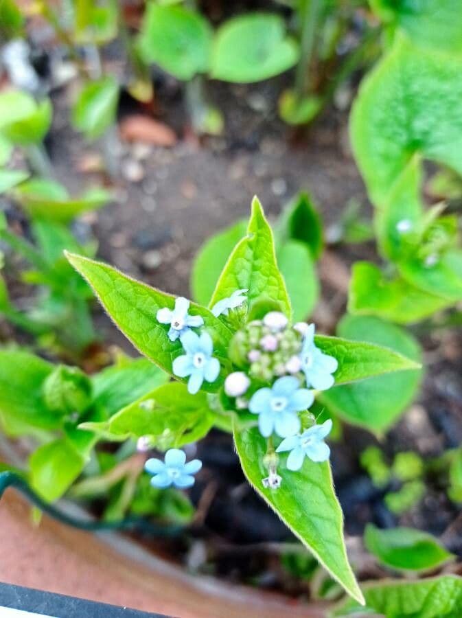 Brunnera 4