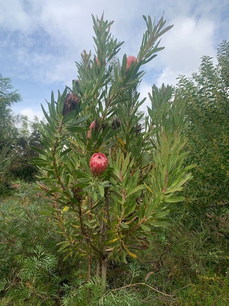 Protea o liściach oleandra 7