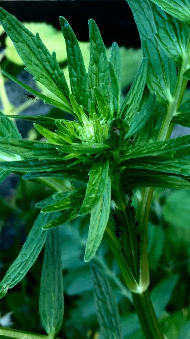 Valeriana comune 29